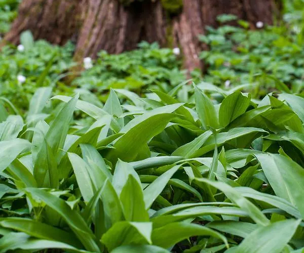 Kraeuterhotel Garni Zur Klostergrotte Otel 3*